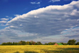 Big Cloud Over Yellow Field 20070715
