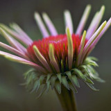 Young Coneflower 63139