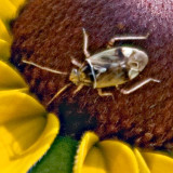 Bug On A Black Eyed Susan 62628 (crop)