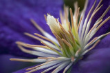 Purple Clematis Stamen 20070721