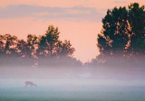 Deer In Dawn Mist 63490