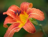 Wet Day Lily 63465