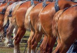 A Bunch Of Real Horses' Asses 63597