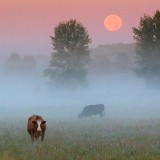 Cows In Misty Moonset 20070730