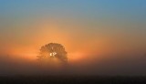 Tree In Misty Sunrise 64121