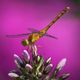 Dragonfly On Phlox Buds 64141