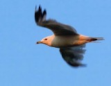 Seagull In Sunrise Flight 64248