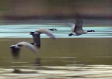 Geese In Flight 20070903