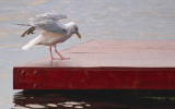 Gull On A Swimming Raft 64919