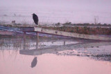 Heron On A Sinking Dock 66583