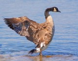 Stretching Goose 66830