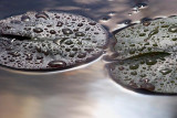 Lily Pads After A Rain 67533