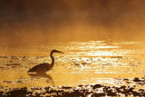 Heron Hunting At Sunrise 20070928