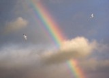 Seagulls Circling A Rainbow 67810