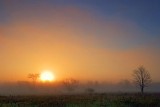Foggy Sunrise 68093