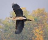 Heron Flyby 68378