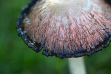 Shaggy Ink Cap Mushroom 20071009