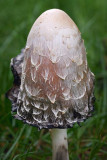 Shaggy Ink Cap Mushroom 68931