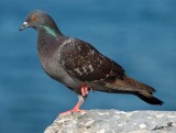 01367 - Feral Pigeon / Jaffa bay - Israel