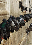 04133 - Pigeons in a row... / Istanbul - Turkey