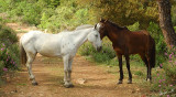 04217 - Tell me a secret... / Princes island - Turkey