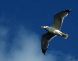 04231 - Seagull / (on the way from) Princes island - Turkey