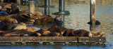 05134 - Sea lions / San-Francisco bay - CA - USA