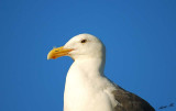 05146 - Seagull / San-Francisco bay - CA - USA