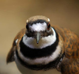 05314 - Killdeer / Monterey bay aquarium - CA - USA