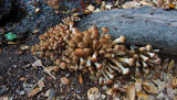 05368 - Fungus in the foot (of the tree)... ;-) / ? - CA - USA