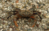 06271 - Crab in the middle of the road... / (on the way to) Olympos beach - Antalya - Turkey