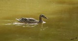 06805 - Double duck (2) / Yarkon river - Tel-Aviv - Israel