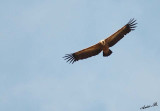 07090 - Vulture / Gamla - Israel
