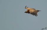 07357 - Vulture... / Gamla - Israel