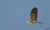 10270 - Pelican / Rishon - Israel