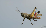10588 - Locust / Rosh Haain - Israel
