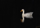 10857 - Duck / HaMaccabiah park - Israel