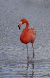 10951 - Flamingo / Safari zoo - Ramat-Gan - Israel