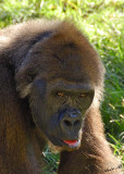 10989 - Gorilla / Safari zoo - Ramat-Gan - Israel