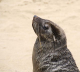 11702 - Cape Fur Seals / Cape Cross - Namibia