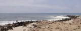 11711 - Cape Fur Seals colony / Cape Cross - Namibia