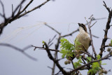 11746 - White-browed Sparrow-Weaver at work / Cheetah park - Namibia