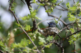 11787 - African Paradise-Flycatcher / Cheetah park - Namibia