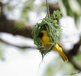 11810 - Village Weaver / Cheetah park - Namibia