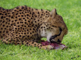 11891 - Cheetah with some food / Cheetah park - Namibia