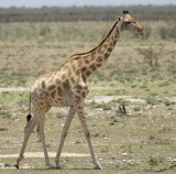 12060 - Reticulated giraffe / Etosha NP - Namibia