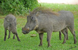 12821 - Warthog / Victoria falls - Zimbabwe