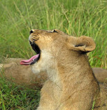 12869 - Lion cub / Victoria falls - Zimbabwe