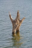 12939 - The treetops (before it become a lake) / Lake Kariba - Zambia