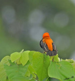 13086 - Red Bishop / Lake Malawi - Malawi